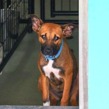 A baby medium-sized female Red / Chestnut / Orange Belgian Shepherd / Malinois dog named Adele for adoption in Bradenton, FL
