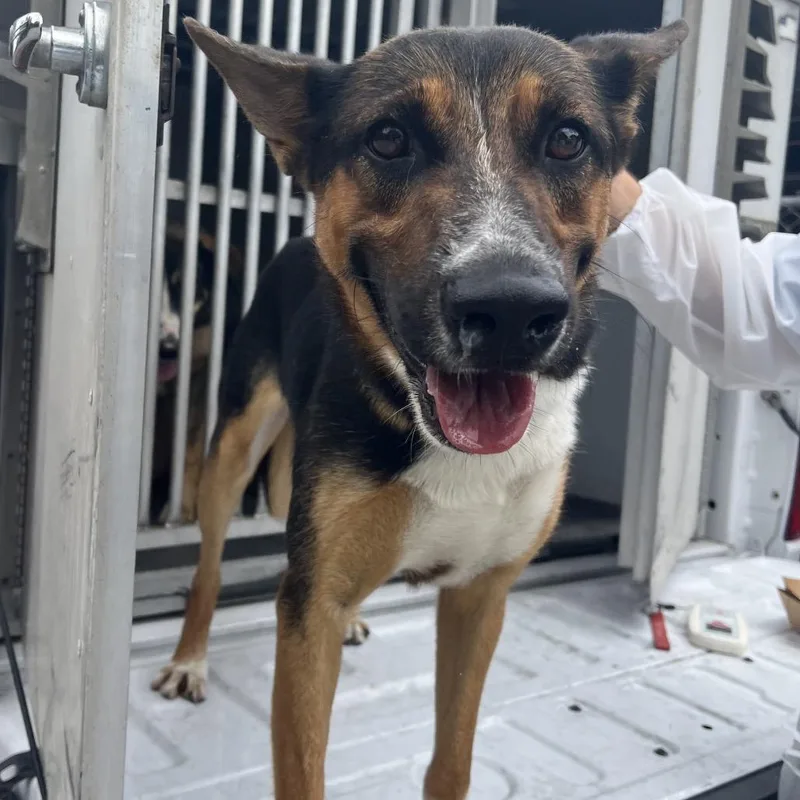 An adult medium-sized male Black Shepherd dog named Vaquero for adoption in Edinburg, TX