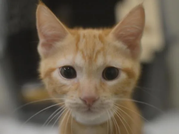 A baby small-sized male Domestic Short Hair cat named Luxray for adoption in Portland, OR
