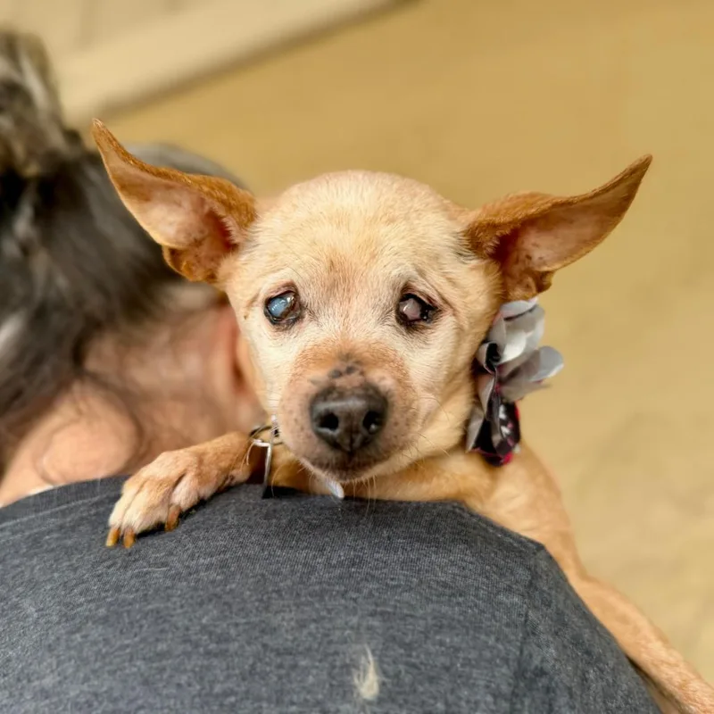 A senior small-sized female Yellow / Tan / Blond / Fawn Chihuahua dog named Odette for adoption in Ramona, CA