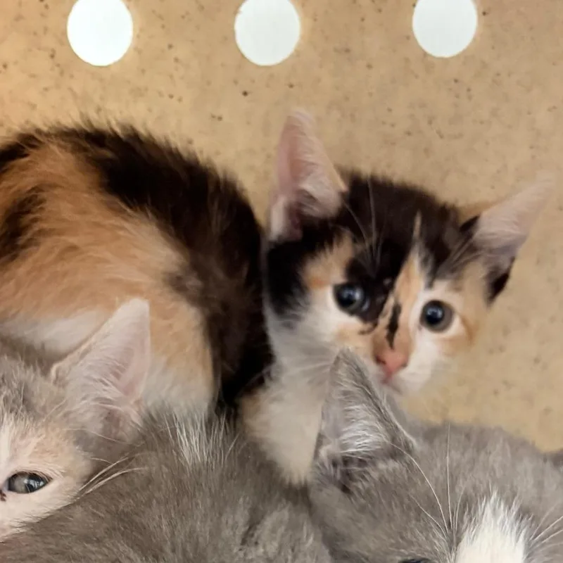 A baby small-sized female Calico Domestic Short Hair cat named Arya for adoption in Philadelphia, PA