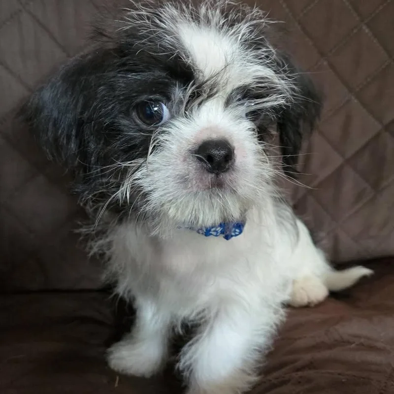 A baby small-sized male Black Shih Tzu dog named Mel for adoption in Springfield, MO