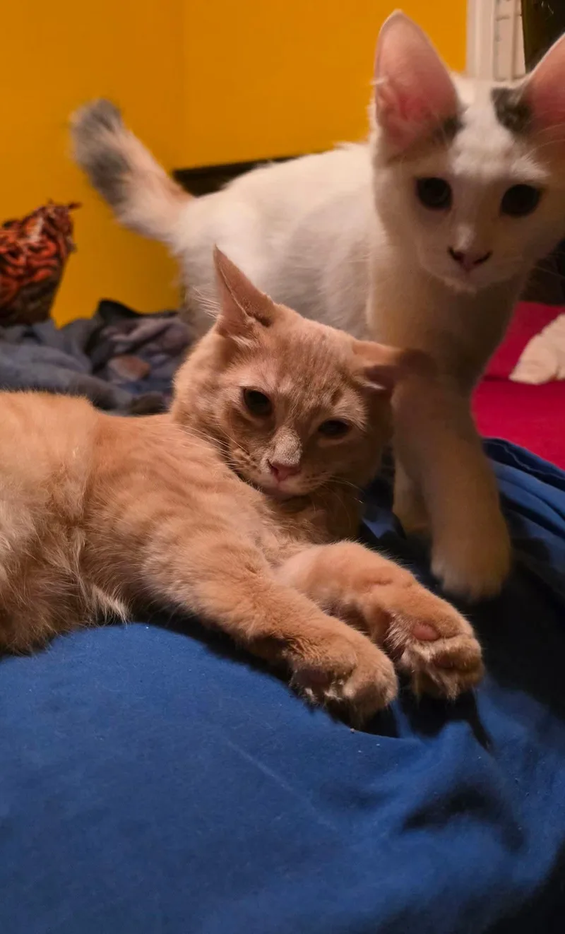 A young medium-sized female Black & White / Tuxedo Domestic Short Hair cat named Adrian & Trout  for adoption in Ann Arbor, MI