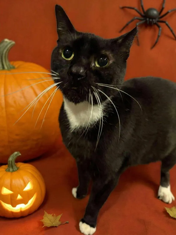 Washing Machine thumbnail 4