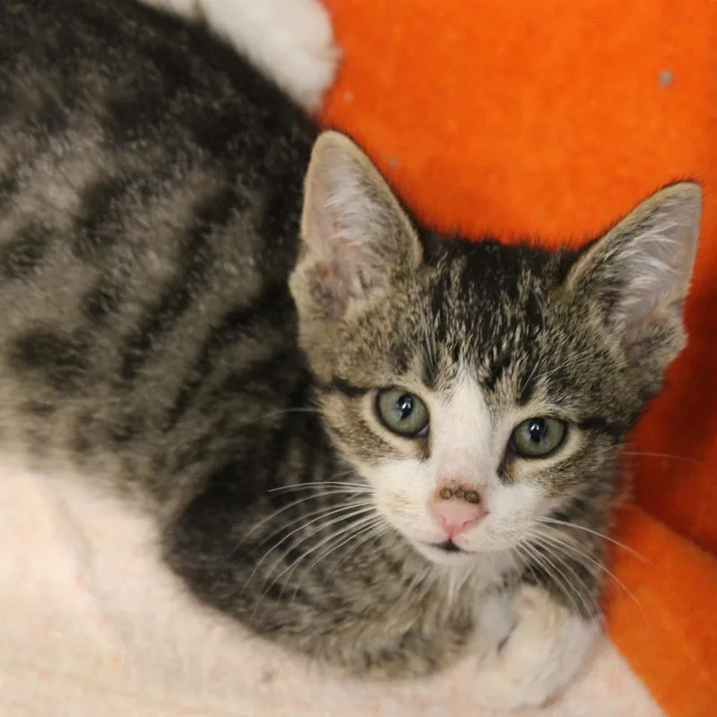 A baby small-sized male Brown / Chocolate Domestic Short Hair cat named Tamarillo for adoption in Hattiesburg, MS