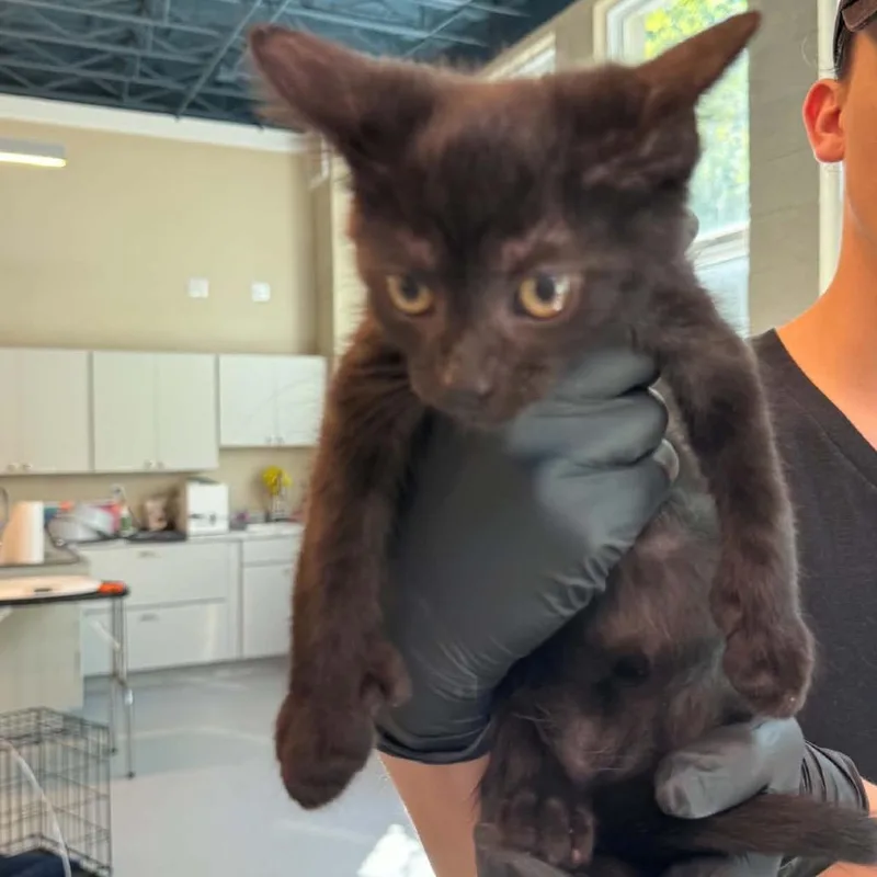 A baby small-sized male Black Domestic Short Hair cat named Pig for adoption in Huntington, WV