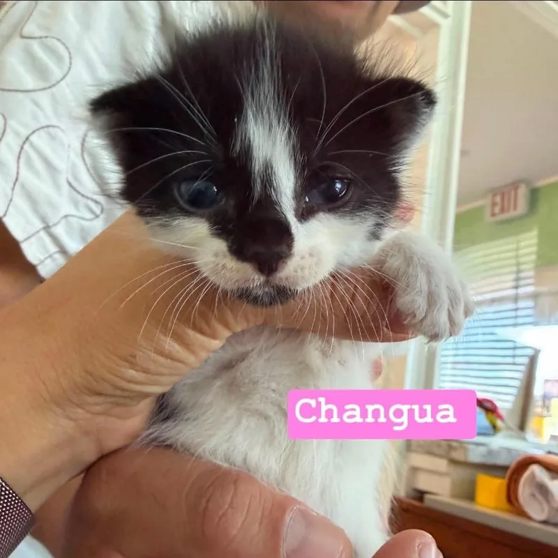 A baby small-sized female White Domestic Short Hair cat named Changua for adoption in Tampa, FL
