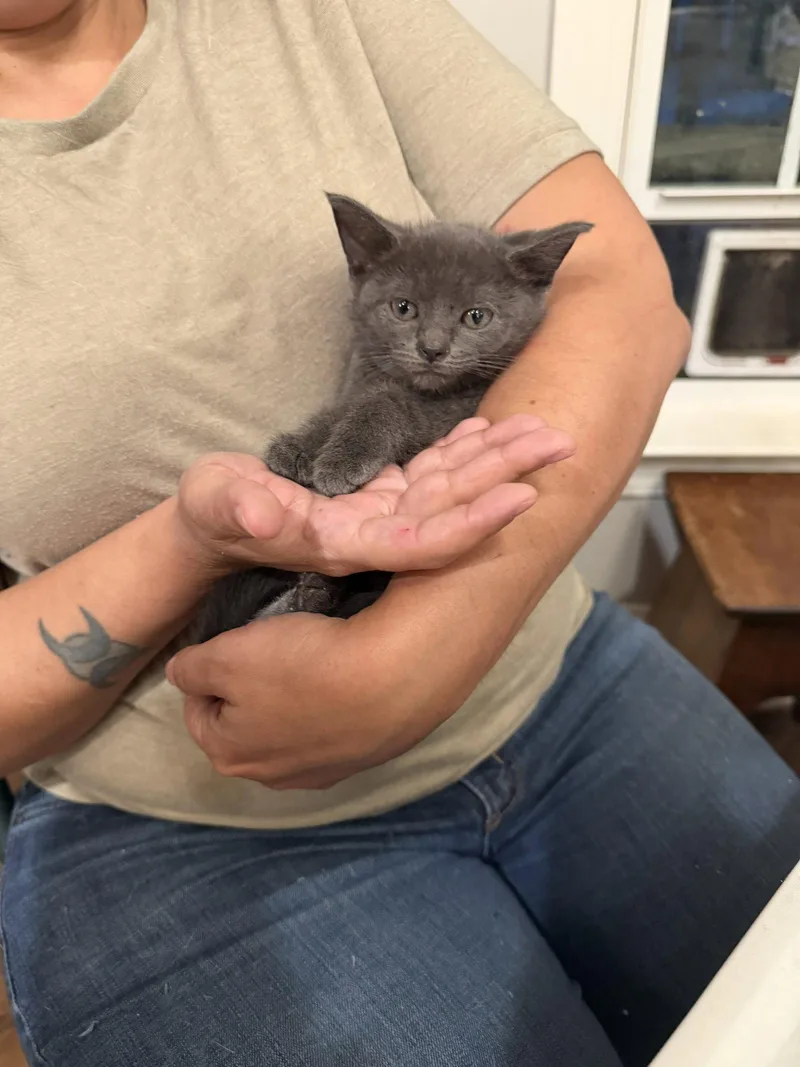 A young medium-sized female Russian Blue cat named Sonesta for adoption in Camden, SC