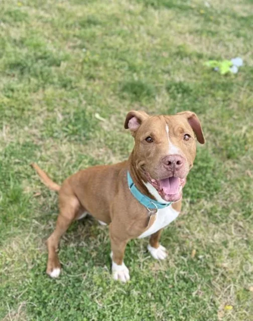 An adult large-sized male Terrier dog named Lincoln for adoption in Haw River, NC