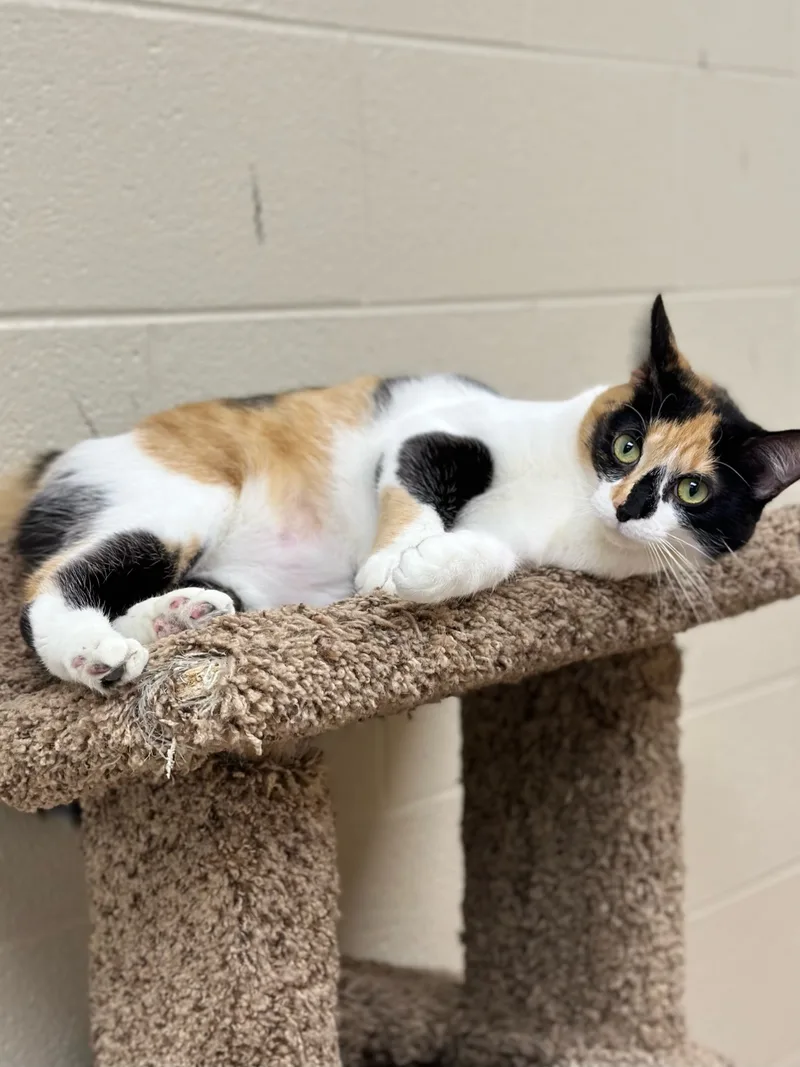 An adult large-sized female Calico Domestic Short Hair cat named Mini for adoption in Valparaiso, IN