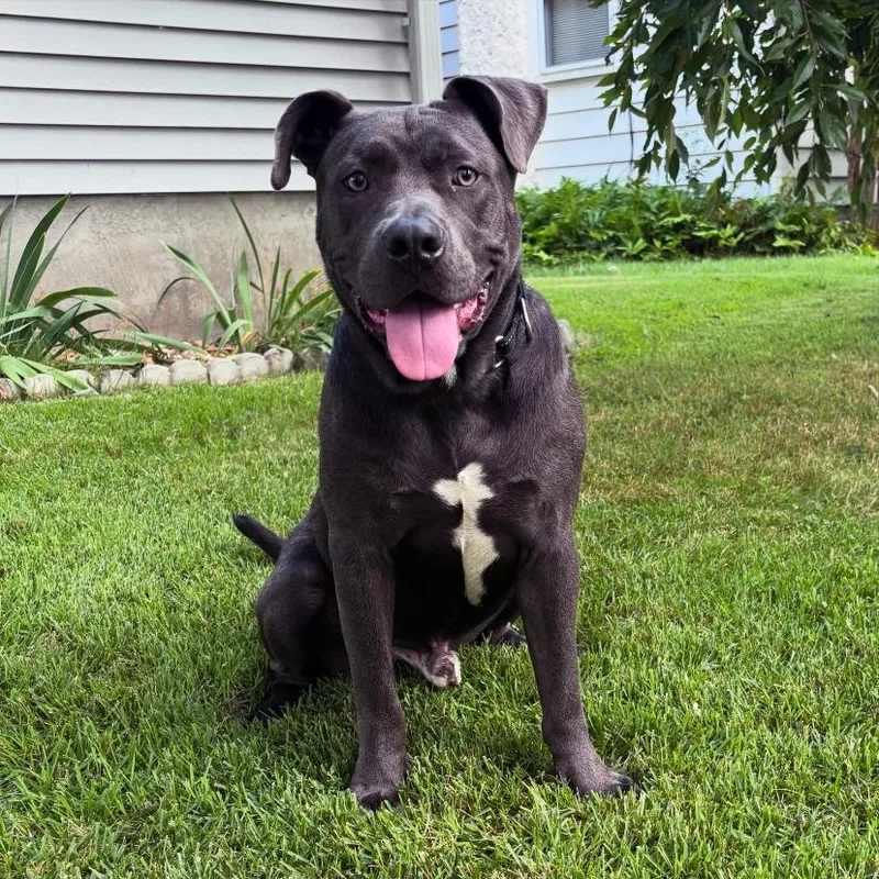 A young large-sized male Pit Bull Terrier dog named Kenicke for adoption in Philadelphia, PA