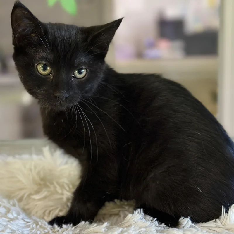 A baby medium-sized female Black Domestic Short Hair cat named Tootie for adoption in Victor, NY