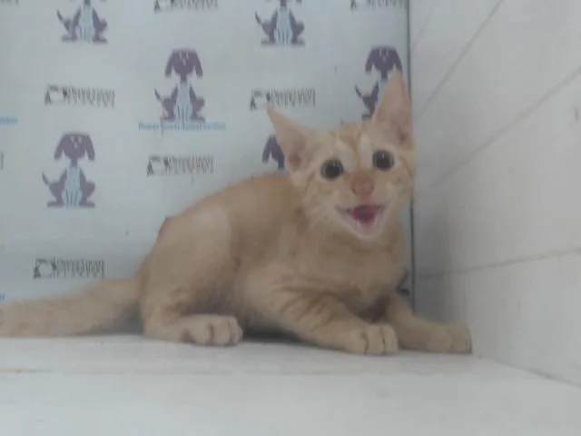 A baby small-sized male Domestic Short Hair cat named Ed for adoption in Orlando, FL