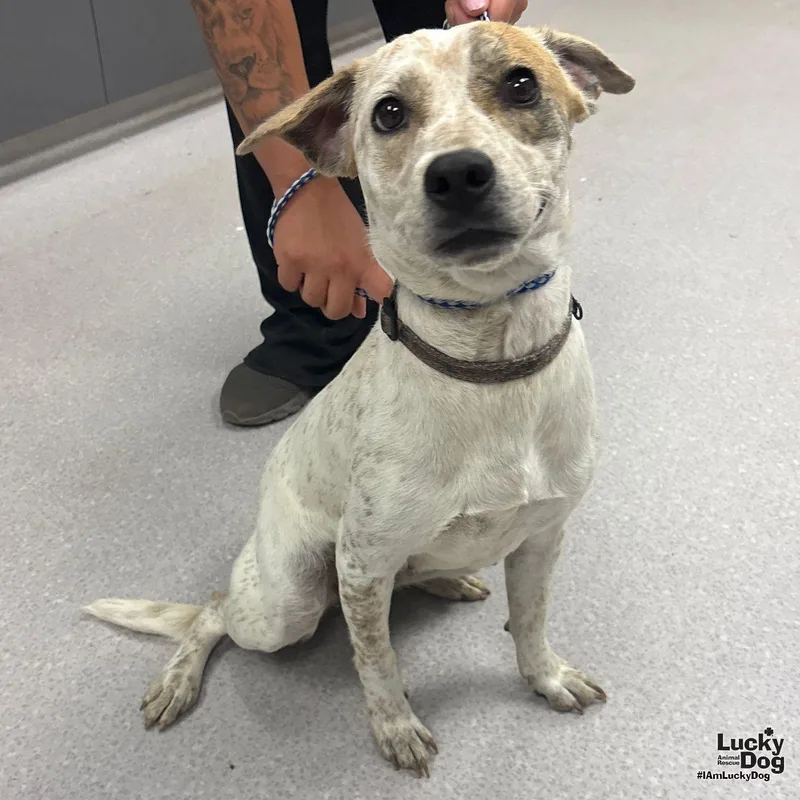 A young medium-sized female Australian Cattle Dog / Blue Heeler dog named Lida for adoption in Washington, DC