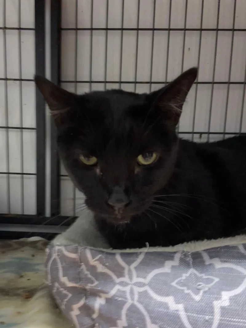 An adult medium-sized male Black Domestic Short Hair cat named Boo for adoption in Peru, IN