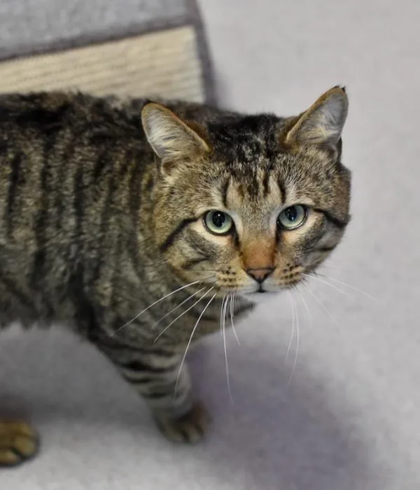 Florida Man thumbnail 3