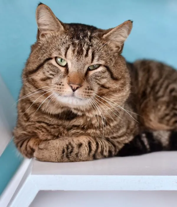 Florida Man thumbnail 4