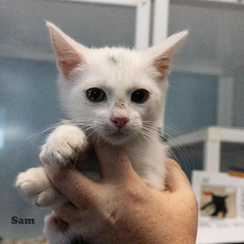A baby small-sized male White Domestic Short Hair cat named Sam for adoption in Yucaipa, CA