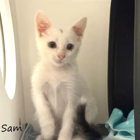 Sam thumbnail 2