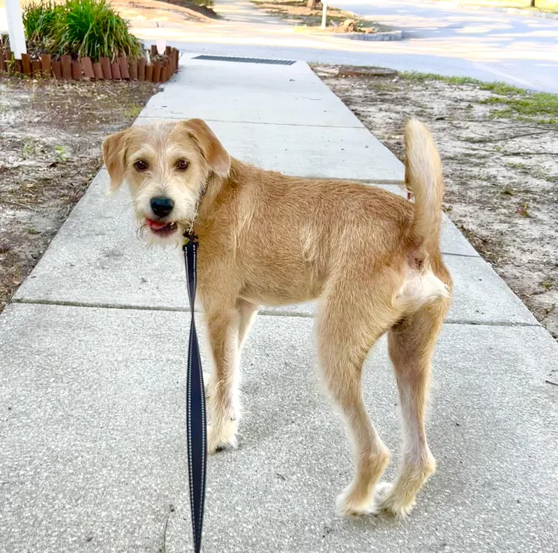 A young medium-sized male Mixed Breed dog named Benji for adoption in Mt Pleasant, SC