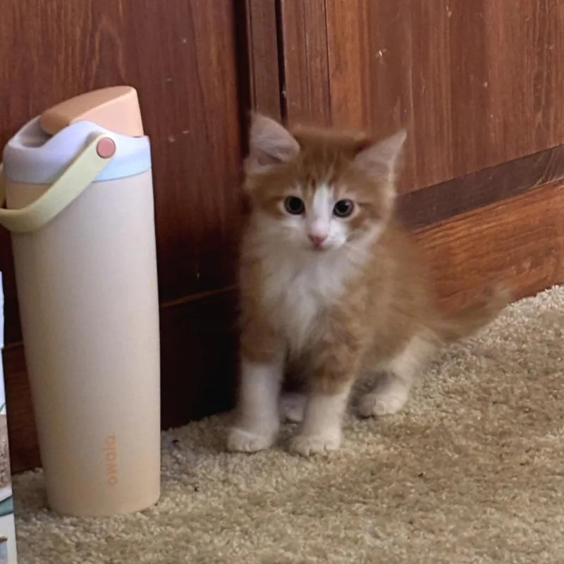 A baby small-sized male Orange / Red Domestic Long Hair cat named Taquito for adoption in Fort Worth, TX
