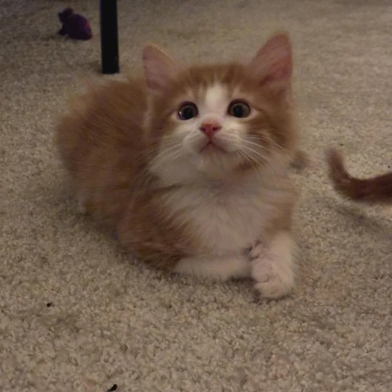 Taquito thumbnail 2