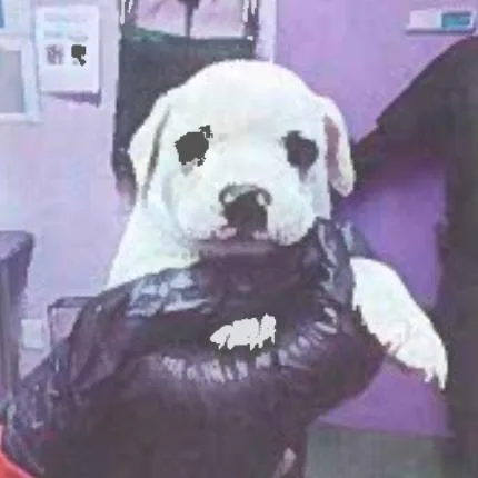 A baby small-sized male Yellow / Tan / Blond / Fawn Pug dog named Nate for adoption in Tacoma, WA