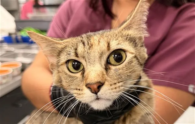 A young large-sized female Domestic Short Hair cat named Karleigh for adoption in Garland, TX
