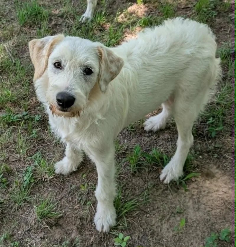 A baby medium-sized female Schnauzer dog named Lala for adoption in Seven Points, TX