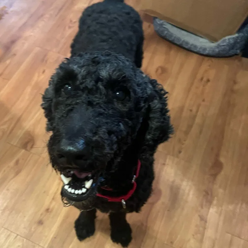 A young medium-sized male Poodle dog named Walter for adoption in De Pere, WI