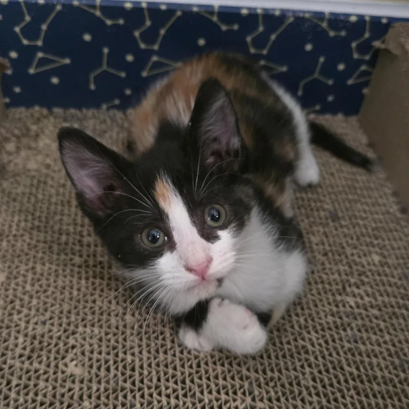 A baby small-sized female Calico Domestic Short Hair cat named ChomChom for adoption in Myrtle Beach, SC