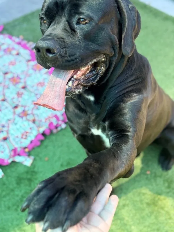 Big Randy thumbnail 3