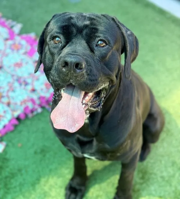 Big Randy thumbnail 4