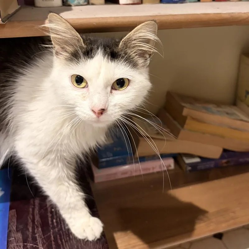 An adult small-sized female White Domestic Medium Hair cat named Luminous Smile for adoption in Fredericksburg, VA