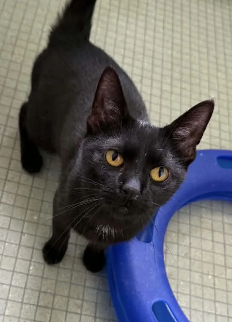 An adult medium-sized female Black Domestic Short Hair cat named Sugar for adoption in Green Bay, WI
