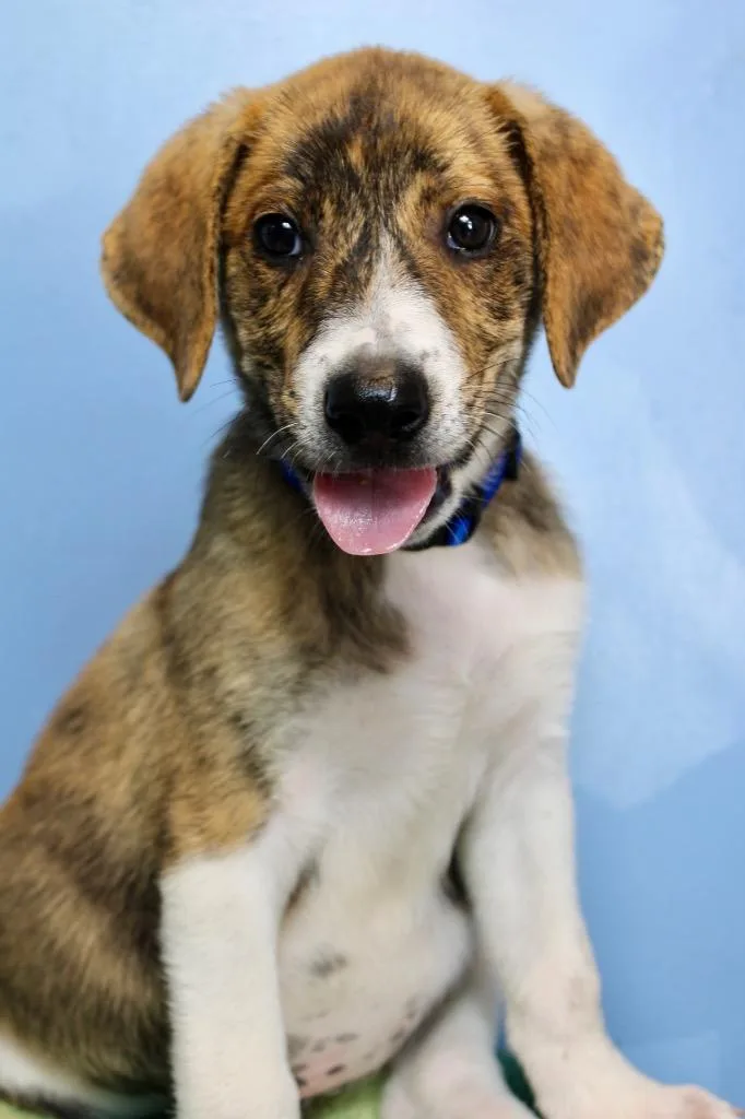 A baby medium-sized male Mixed Breed dog named Sausage Dark Blue for adoption in Morgantown, KY