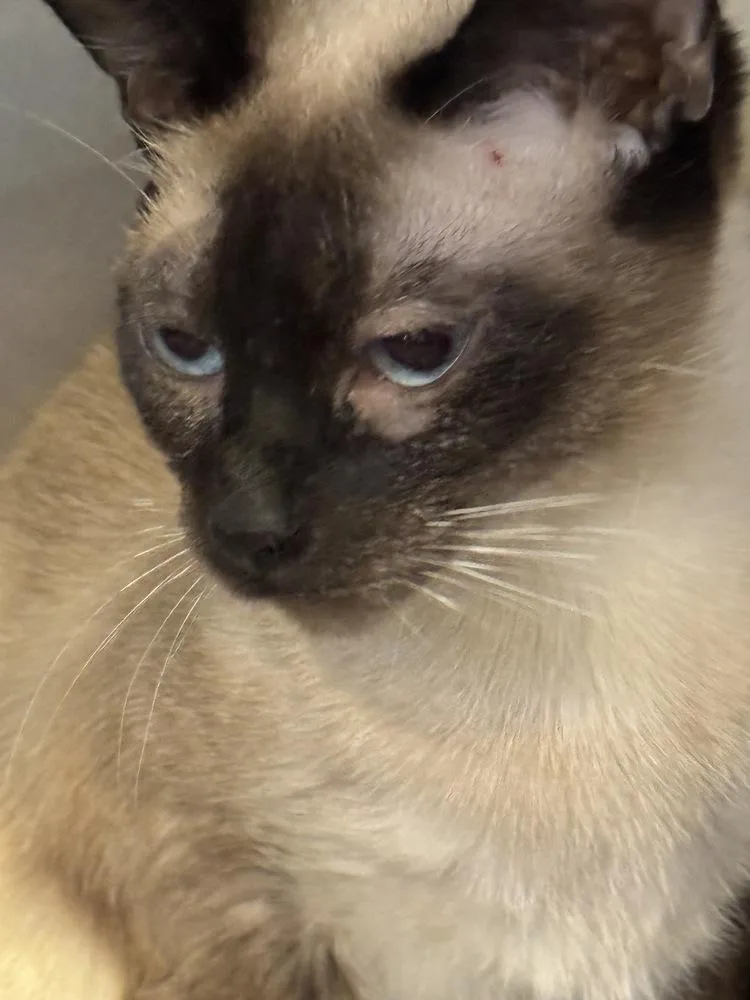 An adult small-sized female Domestic Short Hair cat named Chulie for adoption in Grand Rapids, MI