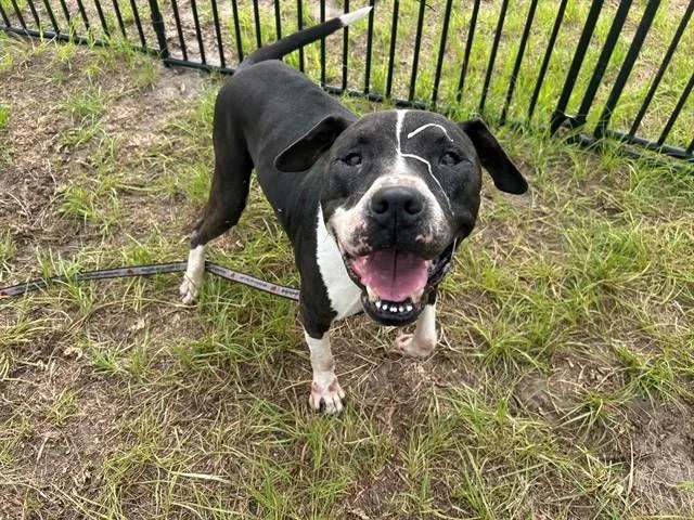 An adult large-sized male Mixed Breed dog named Jagger for adoption in Ocala, FL