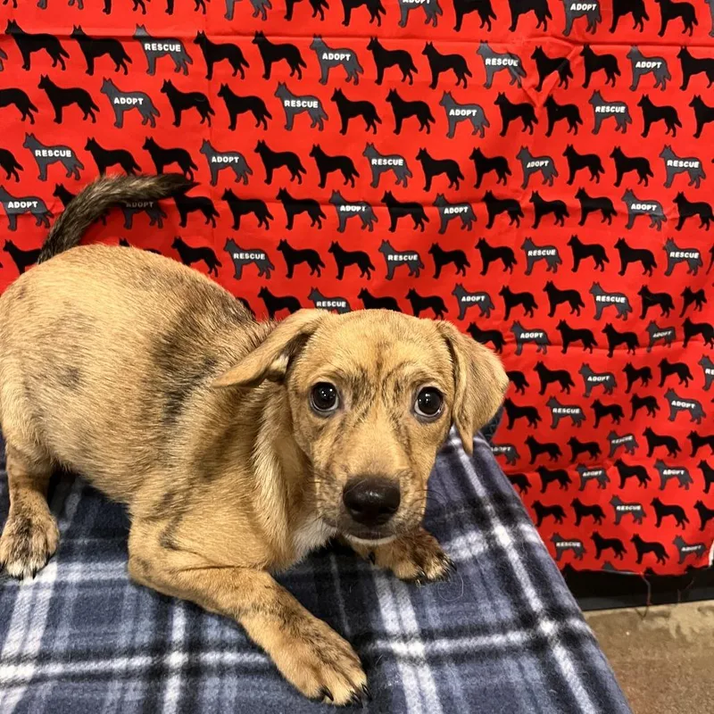 Dorito