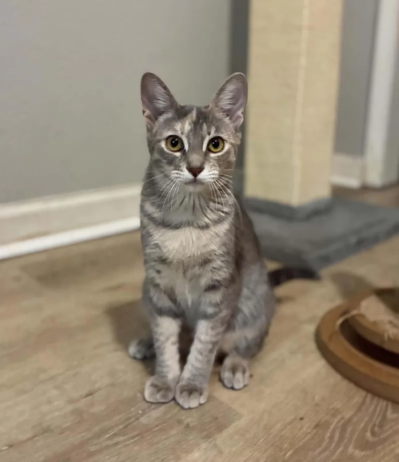 A baby medium-sized female Tabby (Gray / Blue / Silver) American Shorthair cat named Pigeon for adoption in Gulfport, MS