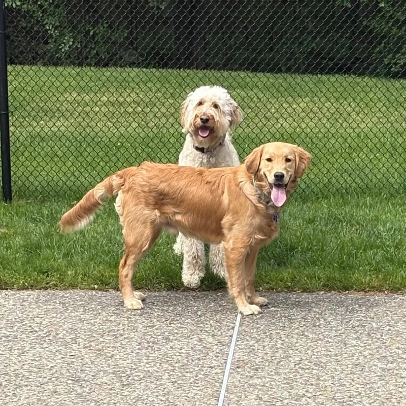 A young medium-sized male Golden Retriever dog named Teddy for adoption in Hopkinton, MA