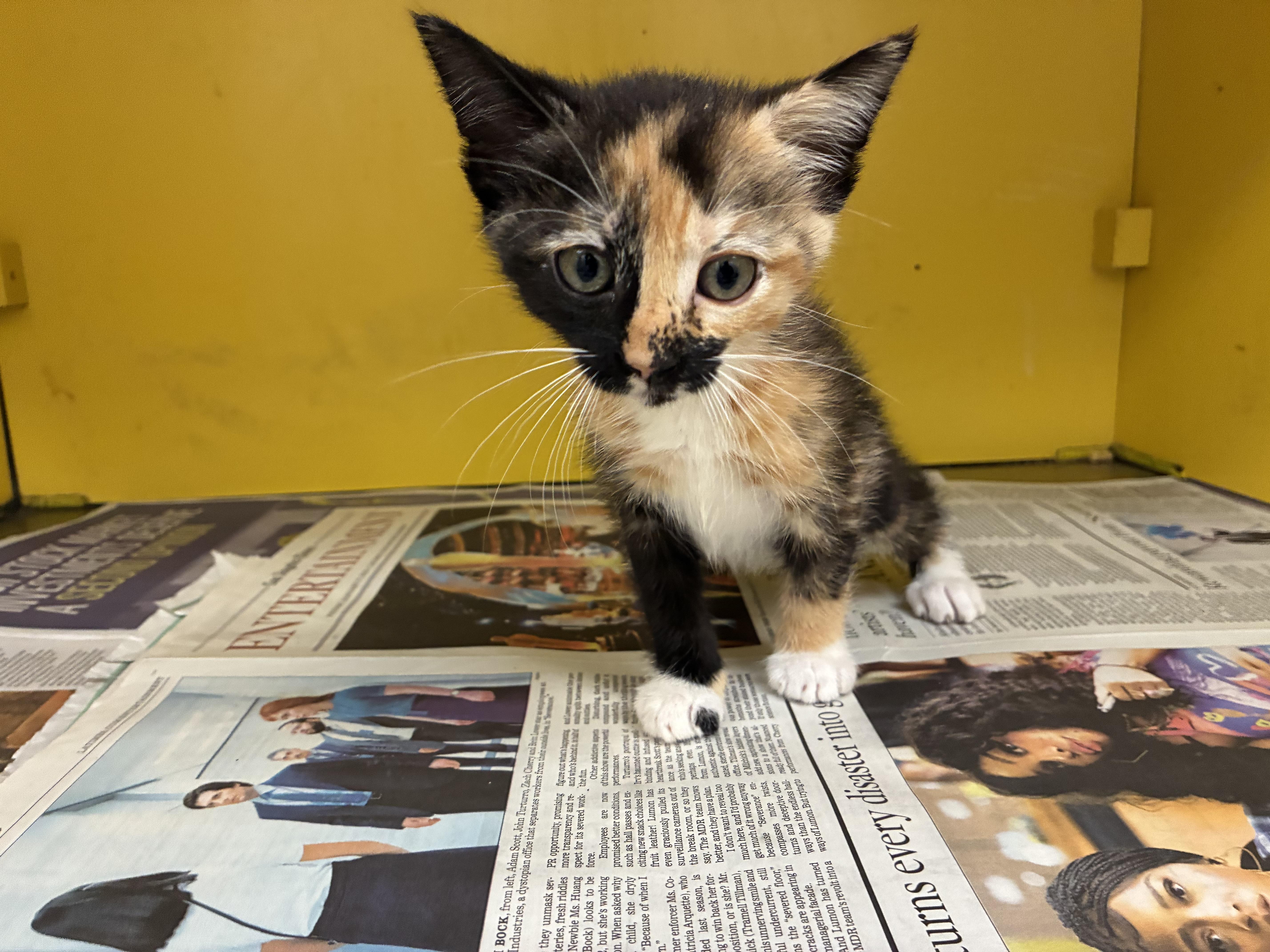 A baby medium-sized female Domestic Short Hair cat named Cristy for adoption in Los Angeles, CA