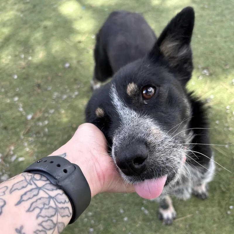 A young medium-sized female Black Australian Cattle Dog / Blue Heeler dog named Spinach Butler Campus for adoption in Flagstaff, AZ