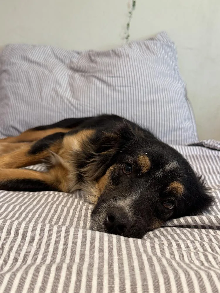 A baby small-sized male Brown / Chocolate Australian Shepherd dog named MoMo for adoption in Tucson, AZ