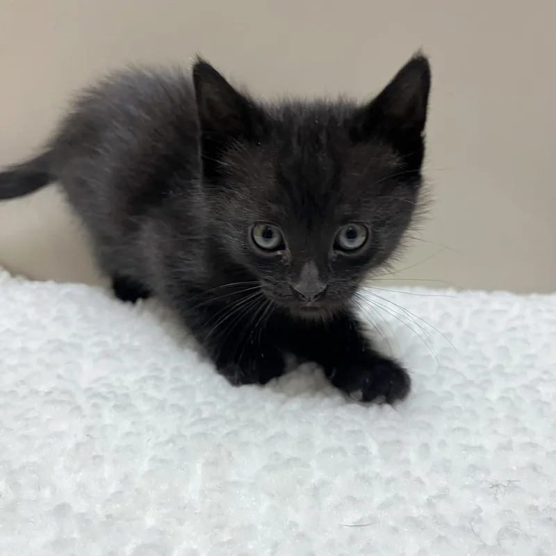 A baby small-sized male Black Domestic Medium Hair cat named Chance for adoption in Sonoma, CA