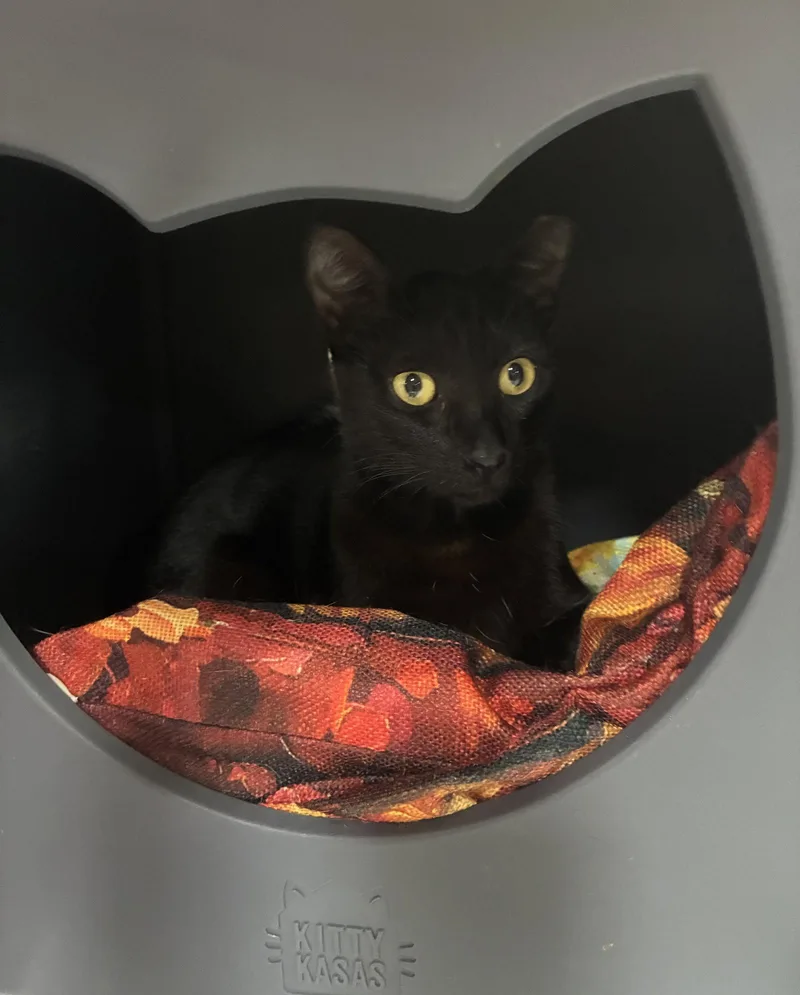 An adult medium-sized female Black Domestic Short Hair cat named Delta for adoption in West Palm Beach, FL
