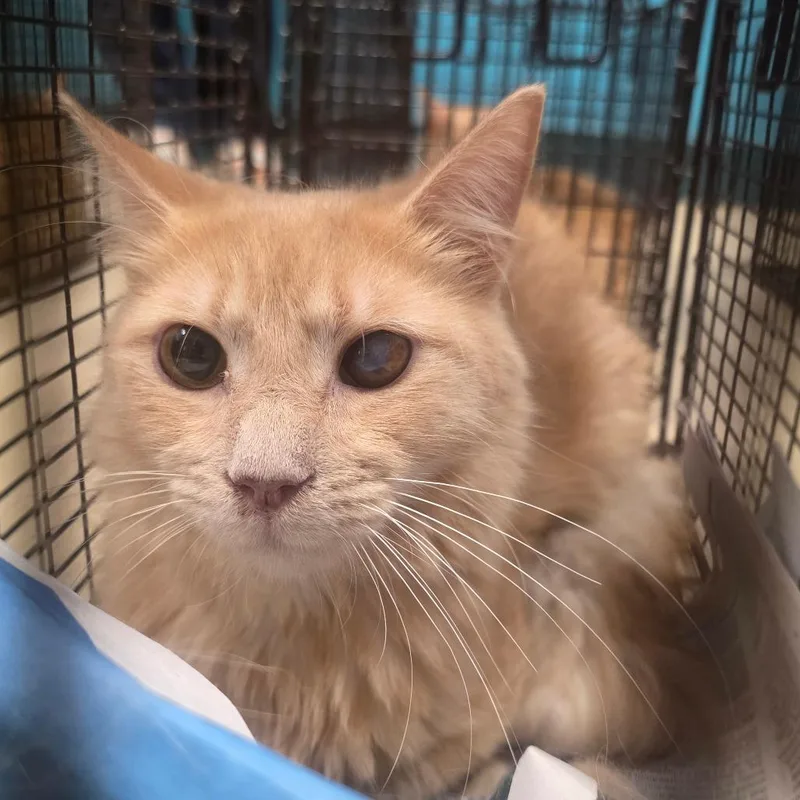 Norman