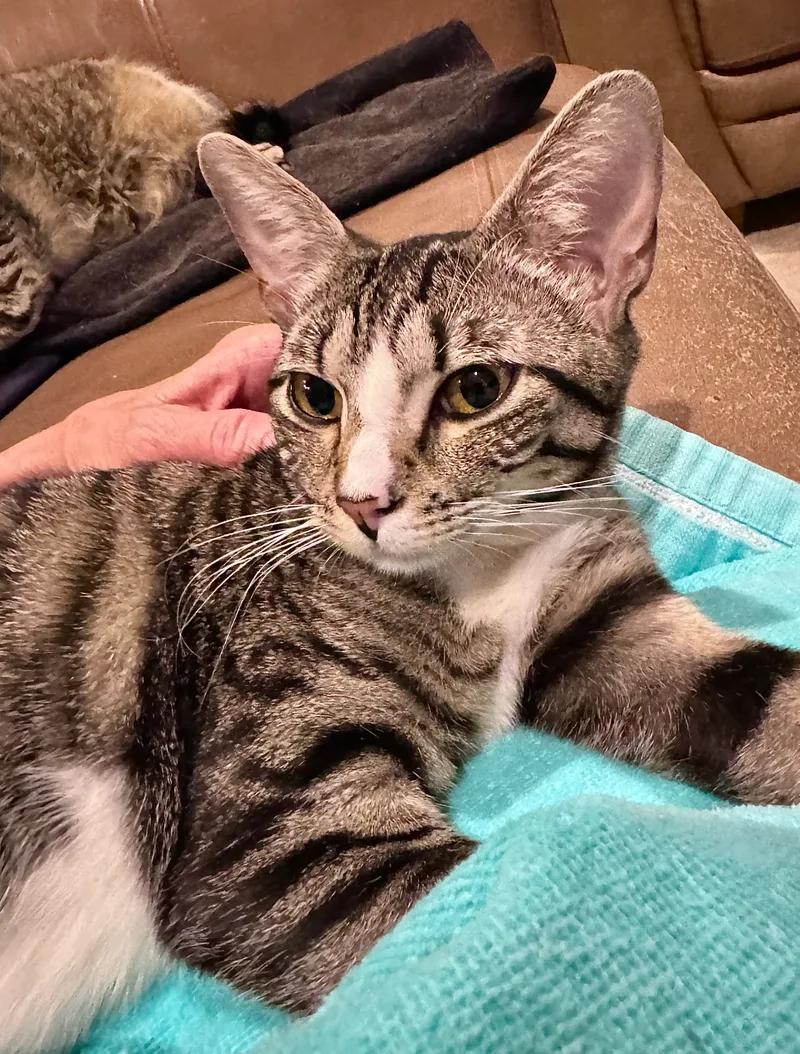 Loxley =^.^= thumbnail 2