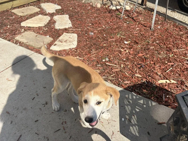 A baby medium-sized male Apricot / Beige Shepherd dog named Teddy for adoption in Clinton, WI