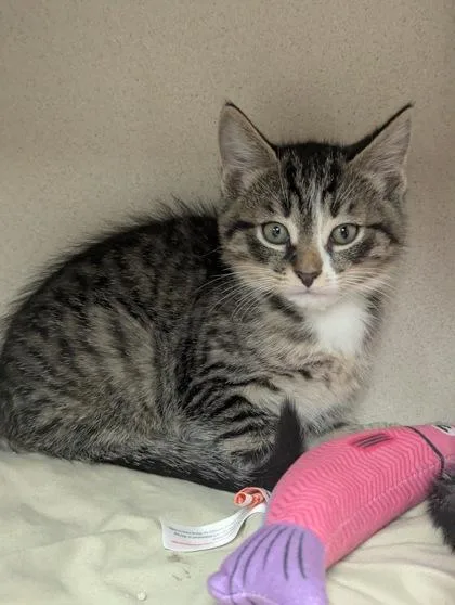A baby small-sized male Domestic Short Hair cat named Snap! I am for adoption in East Brookfield, MA